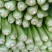 大棚皇后芹菜，代收，代发全国，大棚芹菜大量上市中