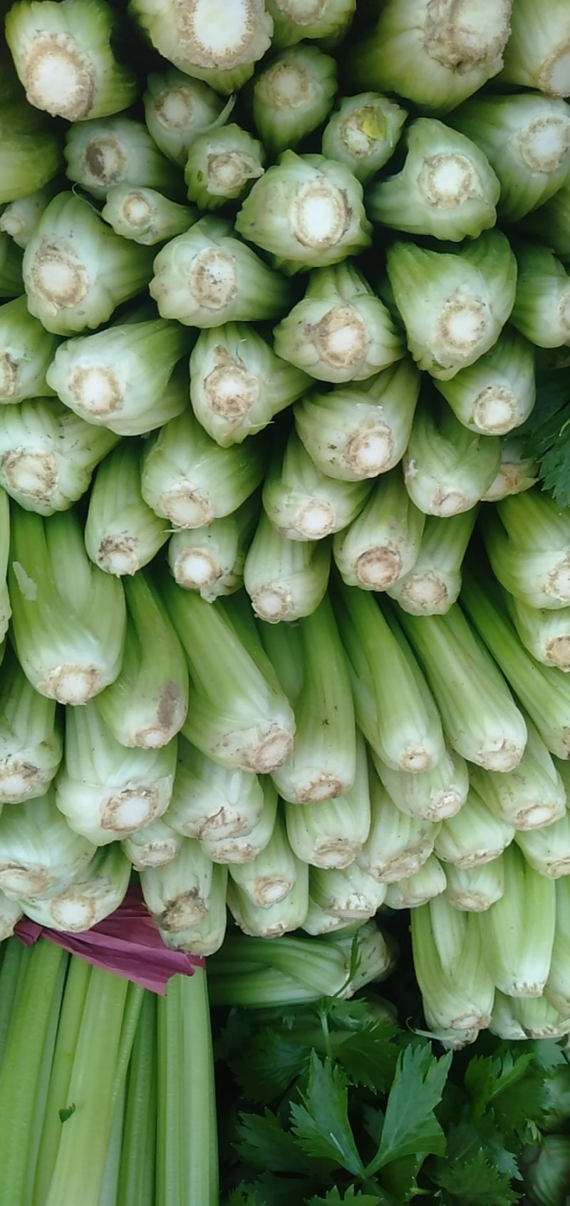 大棚皇后芹菜，代收，代发全国，大棚芹菜大量上市中