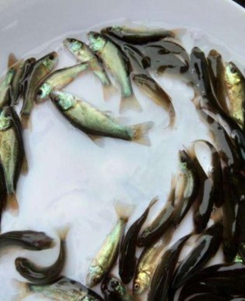 人工养殖基地丁桂鱼苗高品质丁桂鱼种苗批发报价良种水产