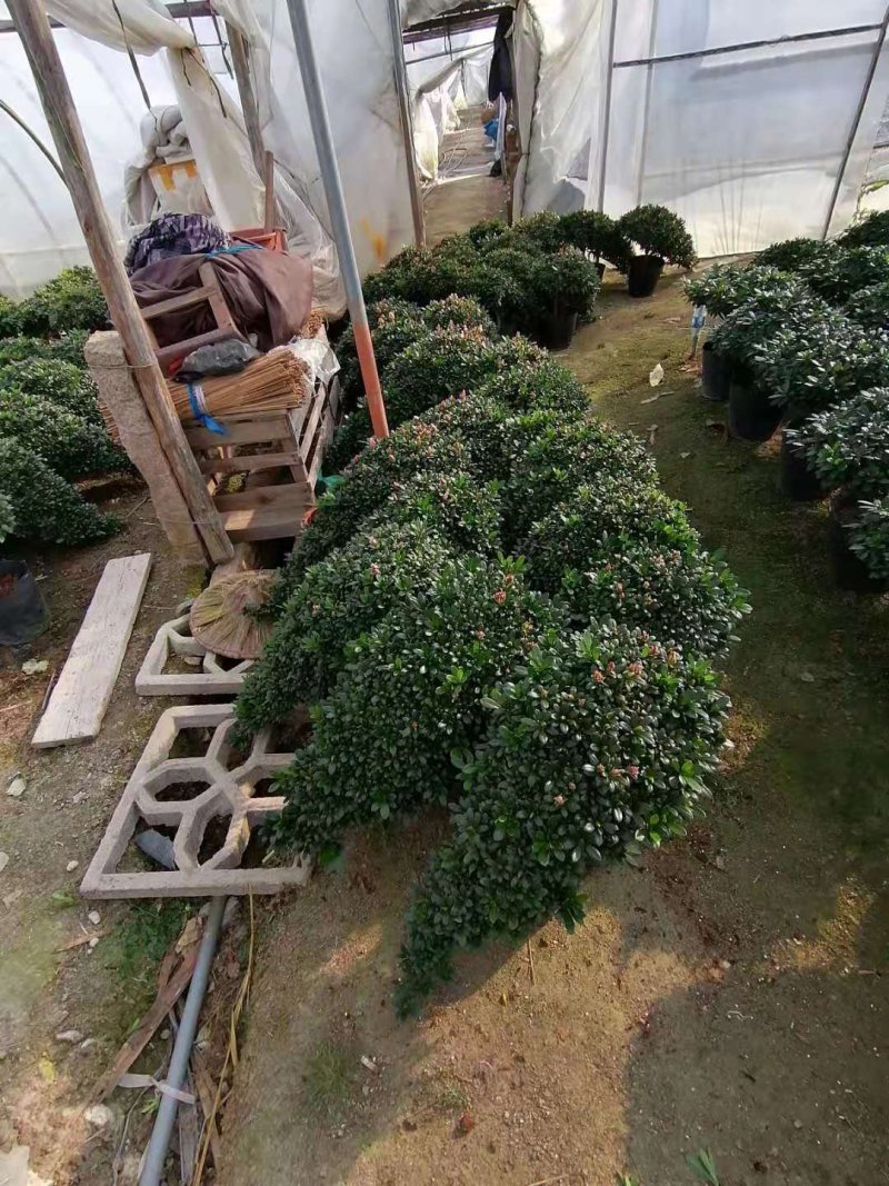 造型比利时杜鹃悬崖游龙招财进宝四季开花