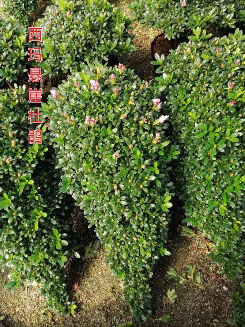 造型比利时杜鹃悬崖游龙招财进宝四季开花