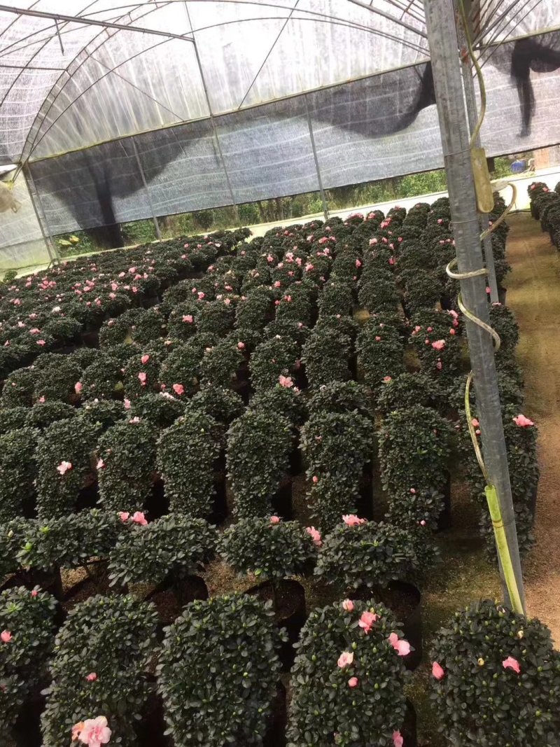 造型比利时杜鹃悬崖游龙招财进宝四季开花
