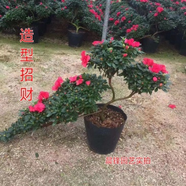 造型比利时杜鹃悬崖游龙招财进宝四季开花
