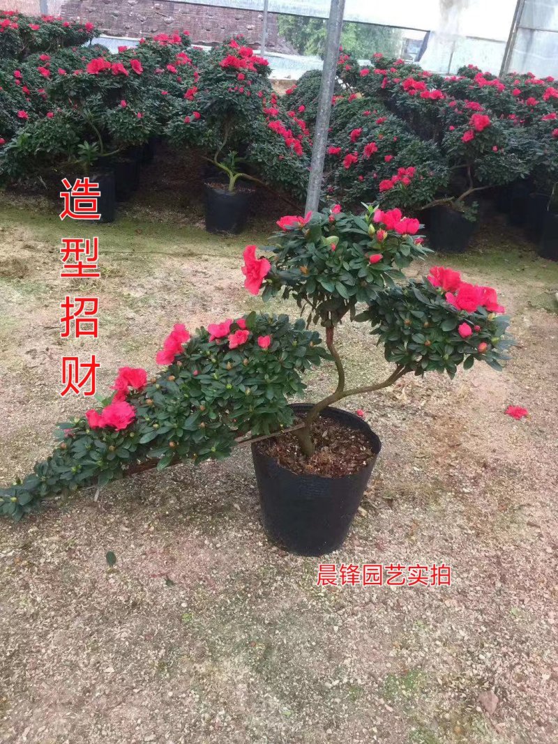 造型比利时杜鹃悬崖游龙招财进宝四季开花