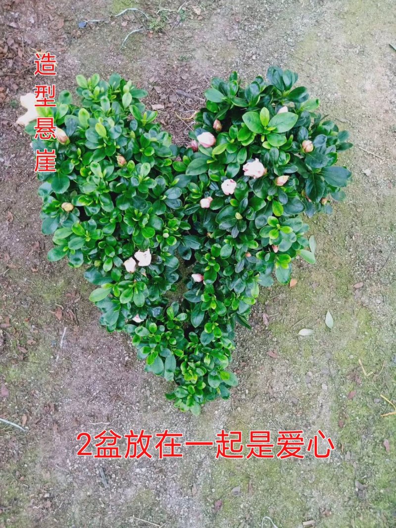 造型比利时杜鹃悬崖游龙招财进宝四季开花