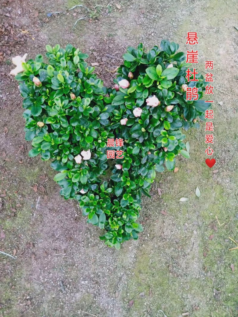 造型比利时杜鹃悬崖游龙招财进宝四季开花