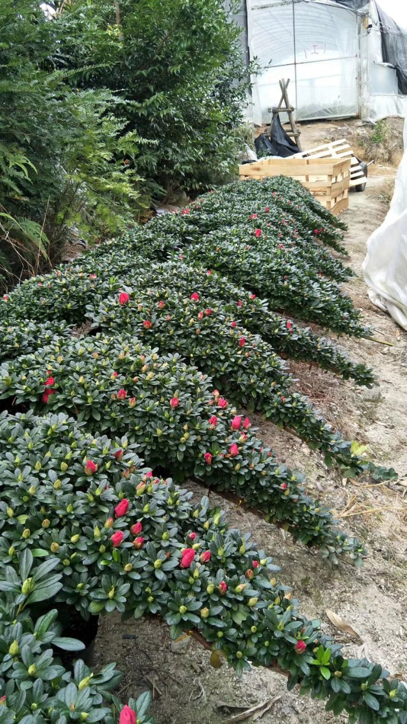 造型比利时杜鹃悬崖游龙招财进宝四季开花