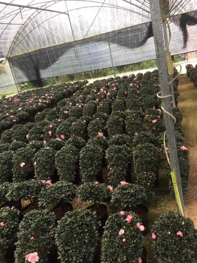 造型比利时杜鹃悬崖游龙招财进宝四季开花