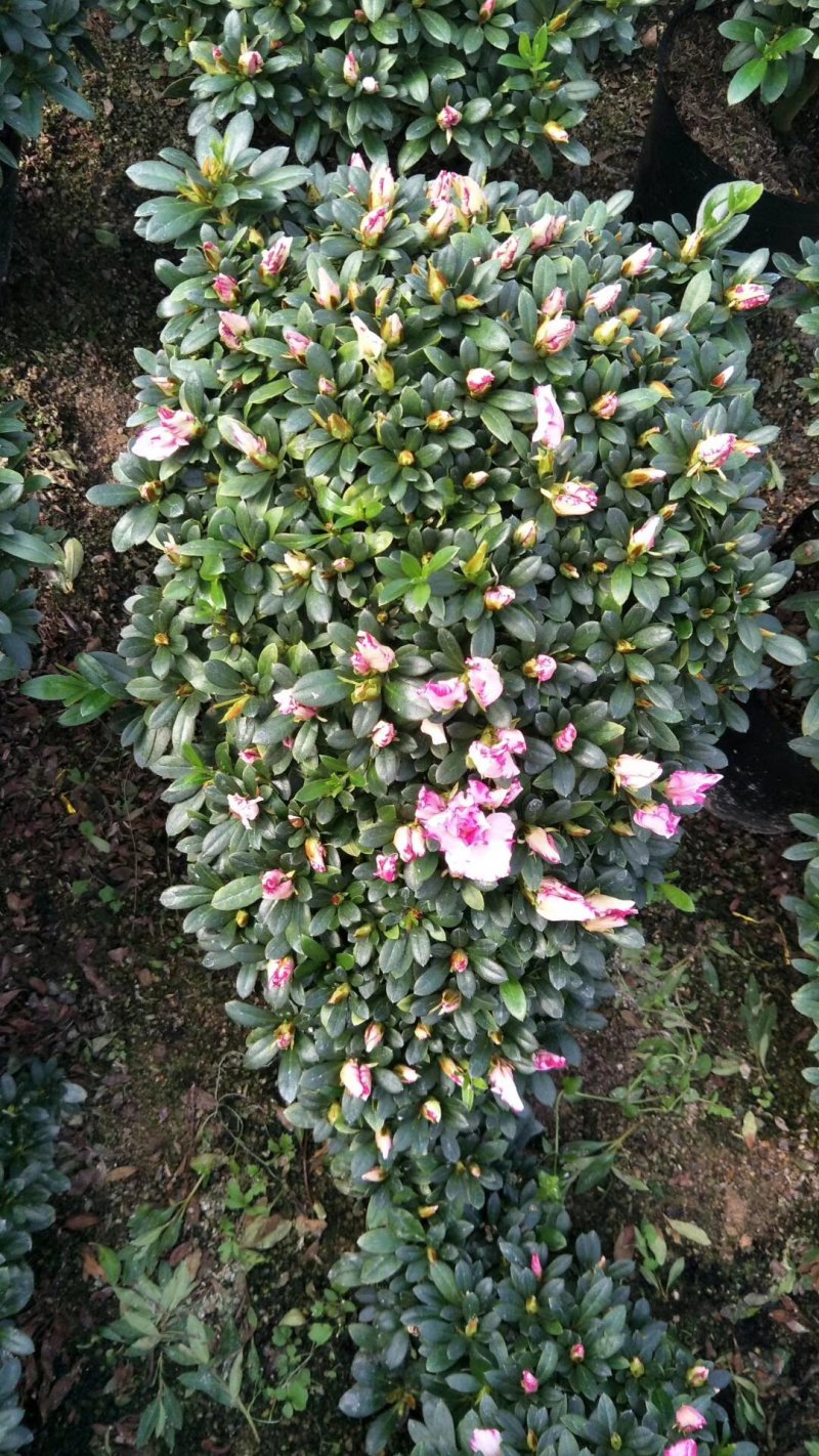 造型比利时杜鹃悬崖游龙招财进宝四季开花