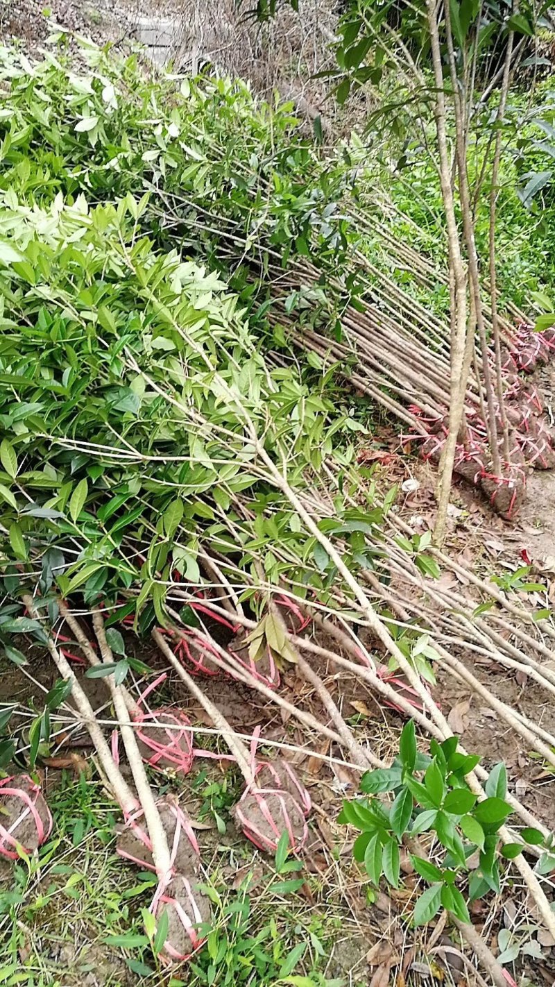 2公分桂花八月桂金桂丹桂自产自销价格实惠
