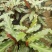 七彩孔雀竹芋盆栽四季常绿室内花卉植物基地直销孔雀竹芋