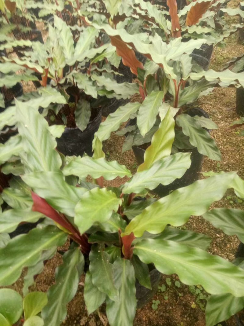 七彩孔雀竹芋盆栽四季常绿室内花卉植物基地直销孔雀竹芋