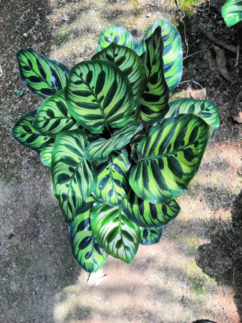 七彩孔雀竹芋盆栽四季常绿室内花卉植物基地直销孔雀竹芋