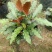 七彩孔雀竹芋盆栽四季常绿室内花卉植物基地直销孔雀竹芋