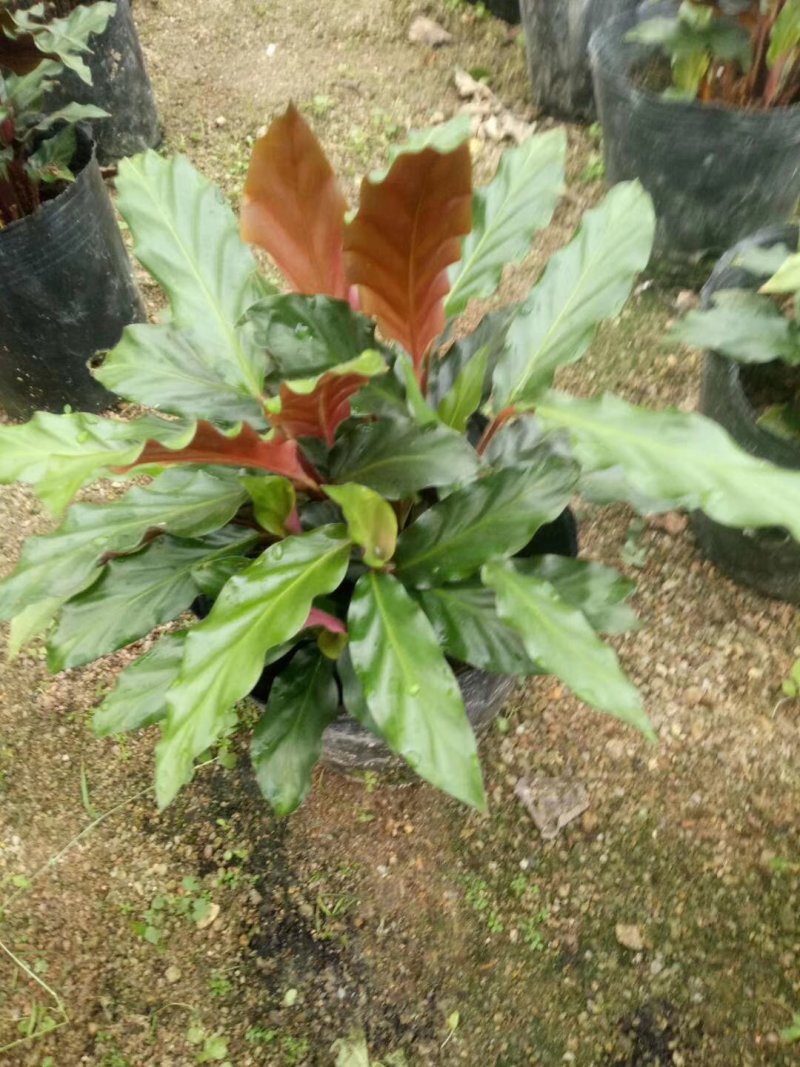 七彩孔雀竹芋盆栽四季常绿室内花卉植物基地直销孔雀竹芋