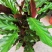 七彩孔雀竹芋盆栽四季常绿室内花卉植物基地直销孔雀竹芋
