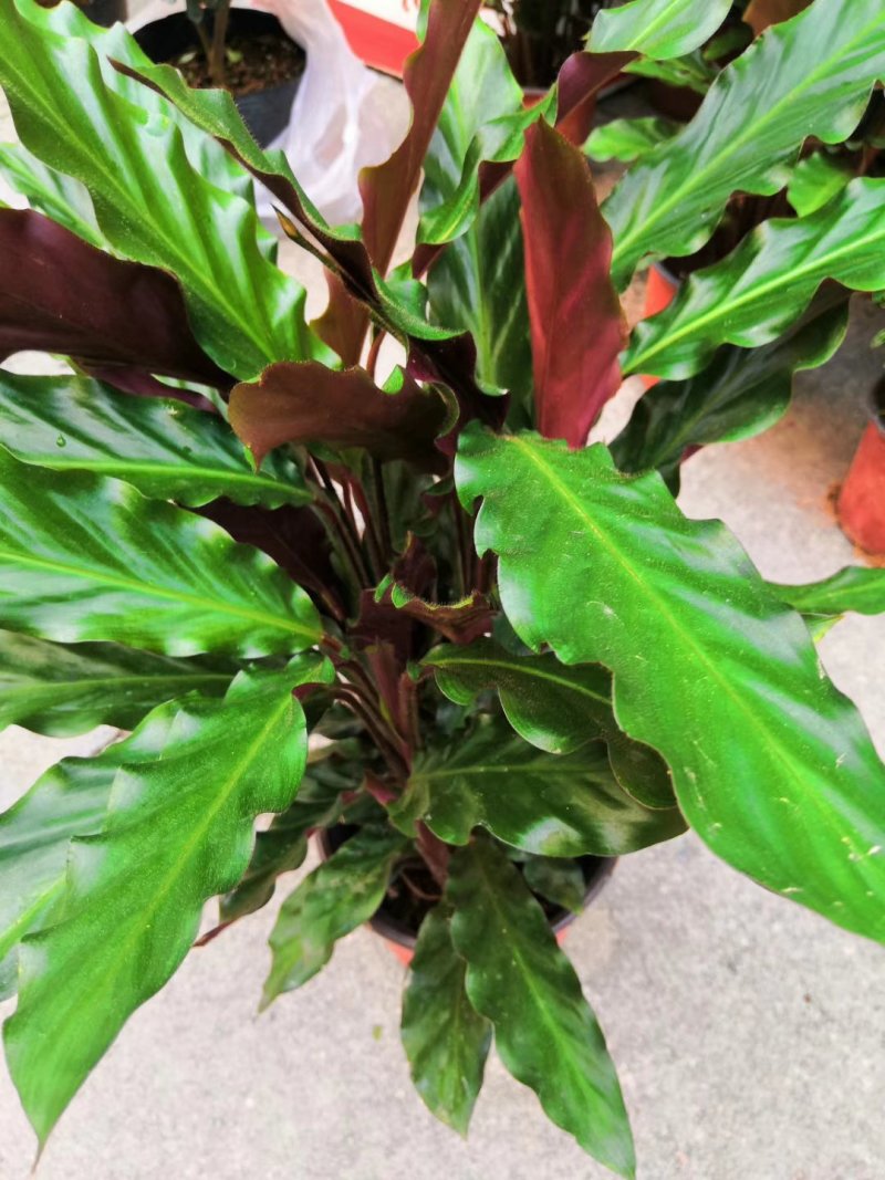 七彩孔雀竹芋盆栽四季常绿室内花卉植物基地直销孔雀竹芋