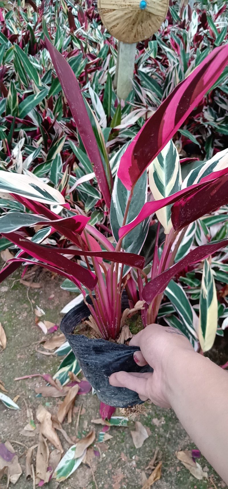 七彩孔雀竹芋盆栽四季常绿室内花卉植物基地直销孔雀竹芋