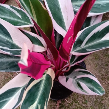 七彩孔雀竹芋盆栽四季常绿室内花卉植物基地直销孔雀竹芋