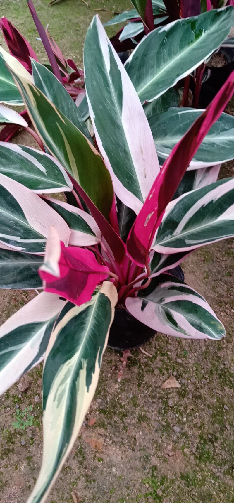 七彩孔雀竹芋盆栽四季常绿室内花卉植物基地直销孔雀竹芋