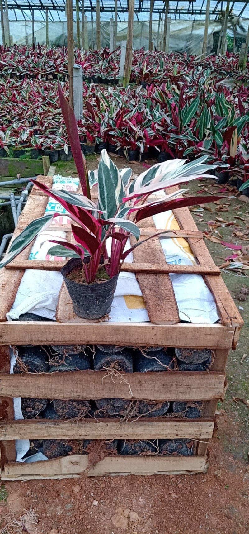 七彩孔雀竹芋盆栽四季常绿室内花卉植物基地直销孔雀竹芋