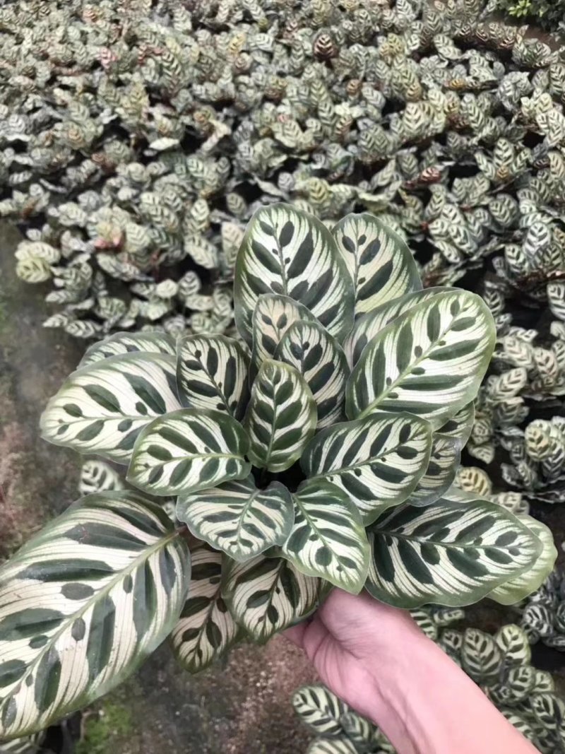七彩孔雀竹芋盆栽四季常绿室内花卉植物基地直销孔雀竹芋