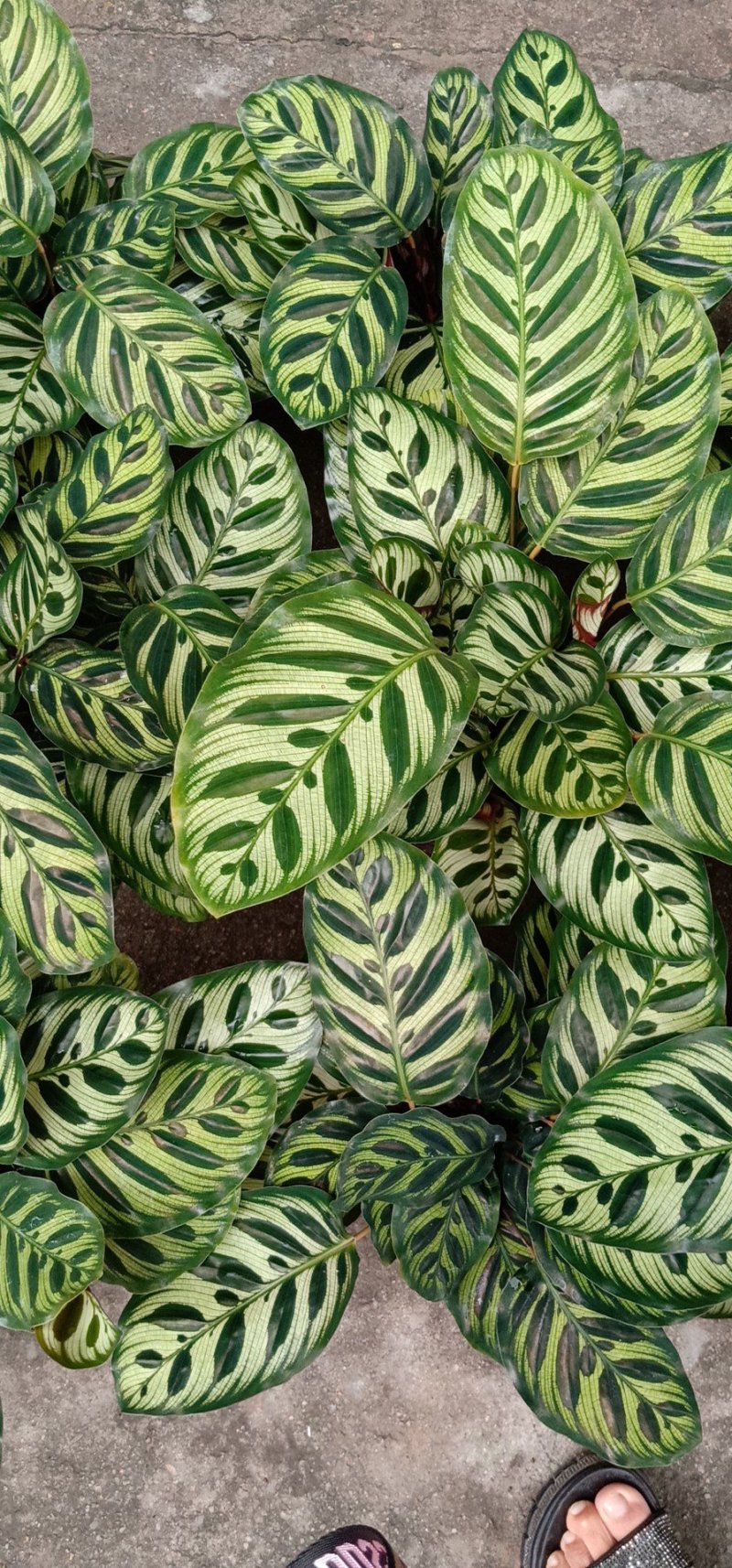 七彩孔雀竹芋盆栽四季常绿室内花卉植物基地直销孔雀竹芋