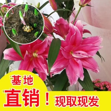 基地批发香水百合种球多头百合室内盆栽绿植花苗量大