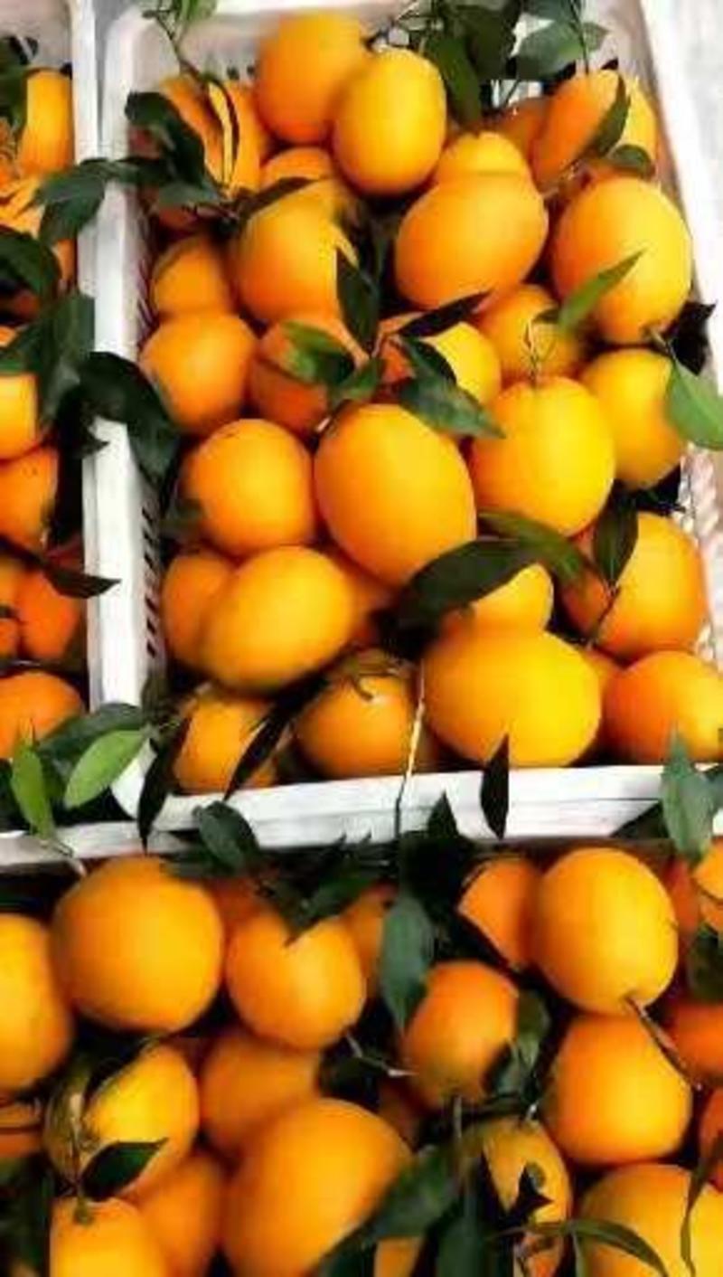 湖北秭归县橙子基地大量供应各品种的橙！果园看货现场採果。