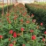 【假一赔十】云南玫瑰鲜花、鲜切花批发,新鲜直达,全国发货