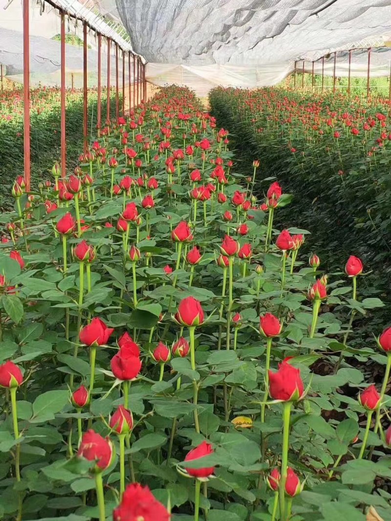 【假一赔十】云南玫瑰鲜花、鲜切花批发，新鲜直达，全国发货
