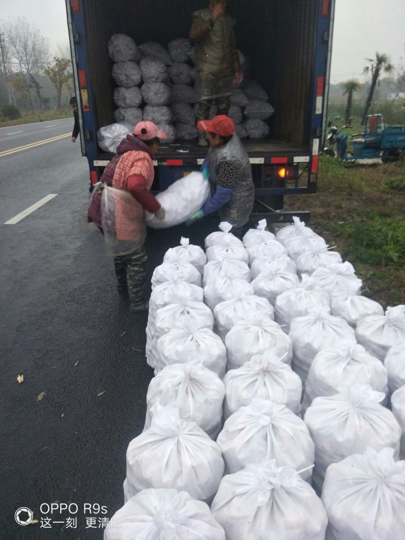每天采收新鲜茨菇，心动不如行动，品种齐全
