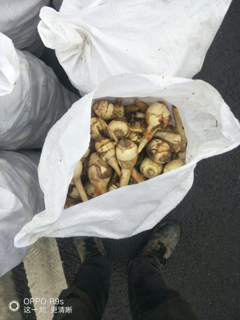 每天采收新鲜茨菇，心动不如行动，品种齐全