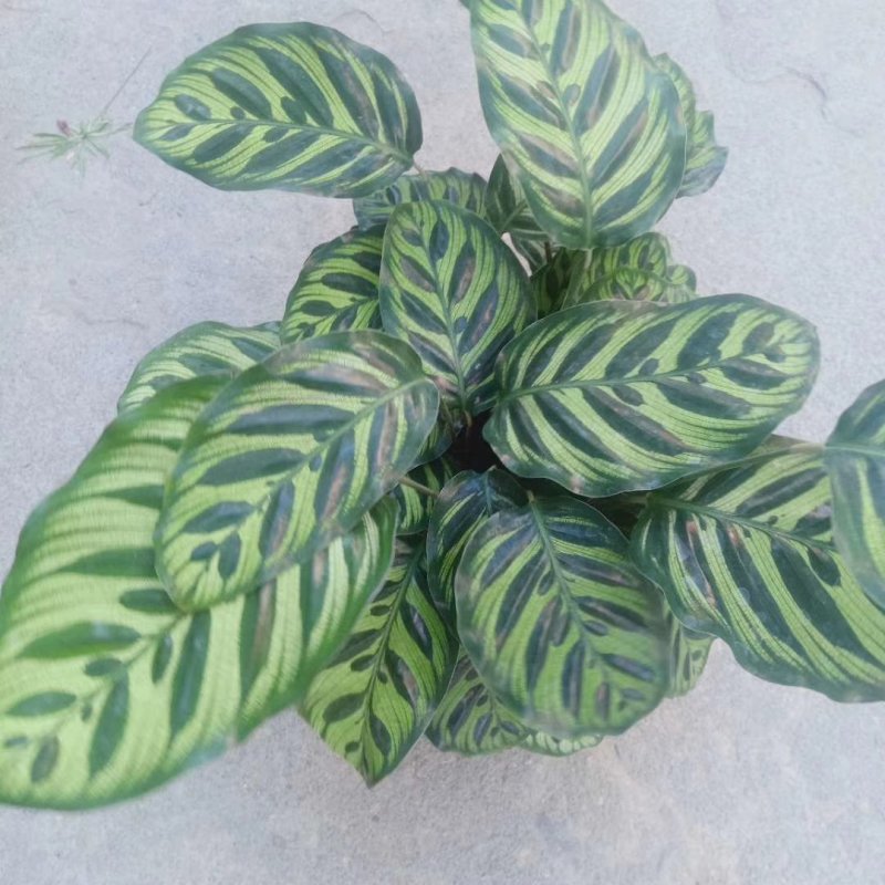 七彩孔雀竹芋盆栽四季常绿室内花卉植物基地直销孔雀竹芋
