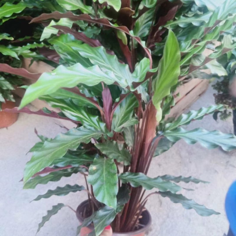 七彩孔雀竹芋盆栽四季常绿室内花卉植物基地直销孔雀竹芋