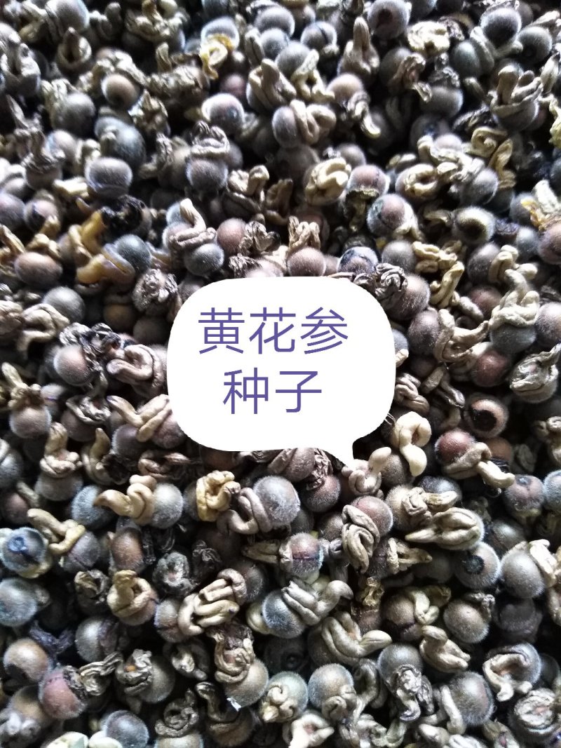 瑶山优质，黄花倒水莲种子，子粒包满，发芽率好！