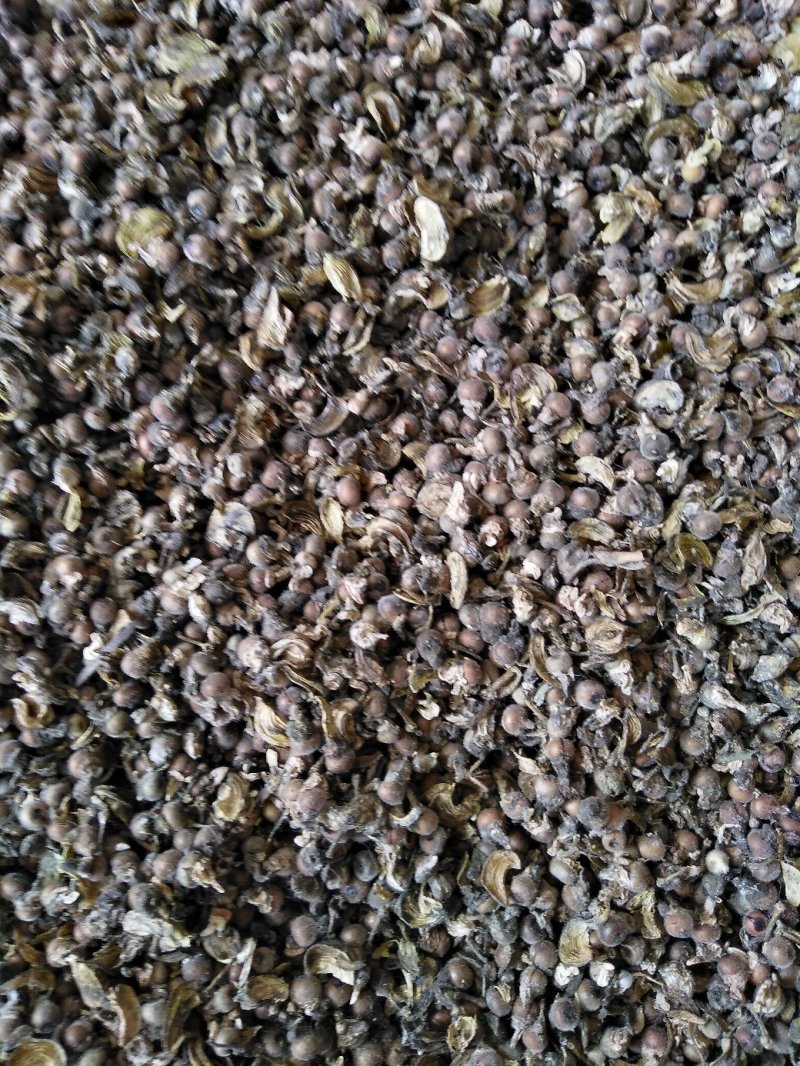 瑶山优质，黄花倒水莲种子，子粒包满，发芽率好！