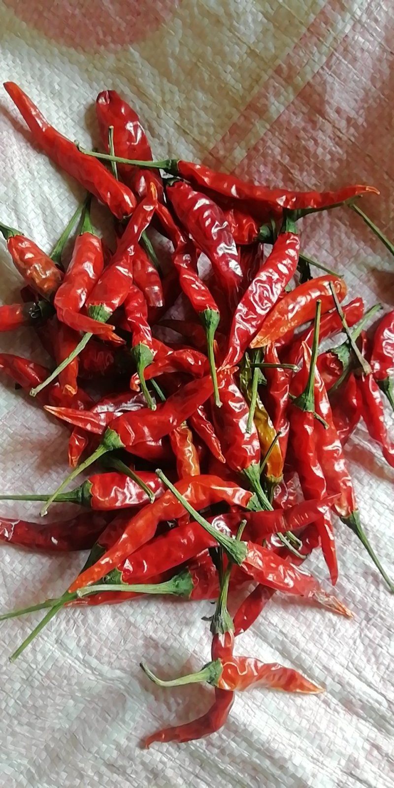 【有好货】高辣王，带把干辣椒，小米椒，野山椒干辣椒