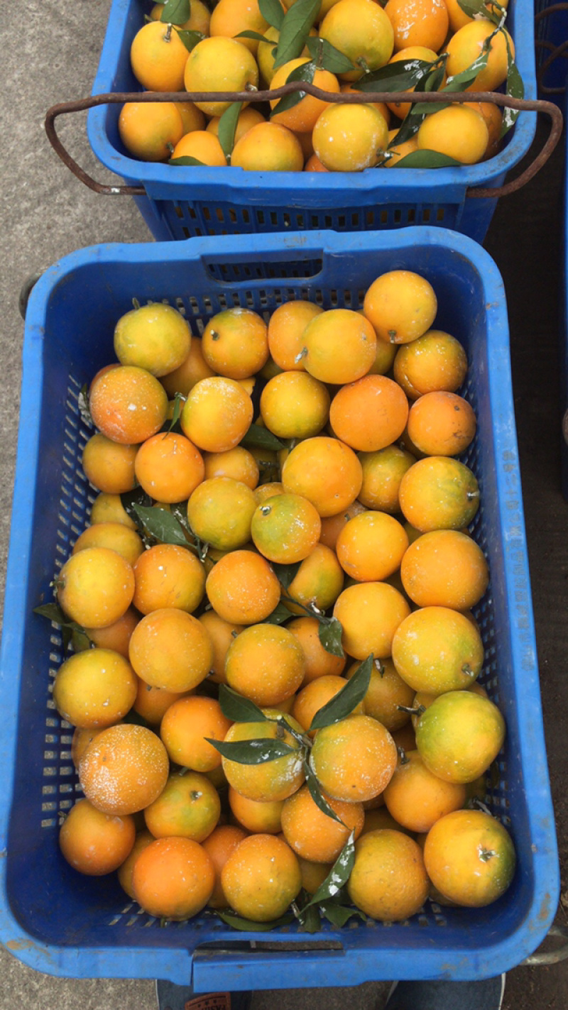 柳丁橙（红橙）