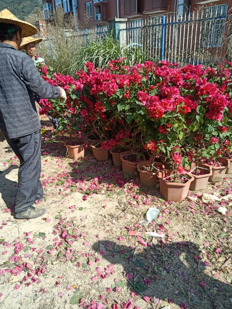 水红三角梅叶子花盆景绿化首长