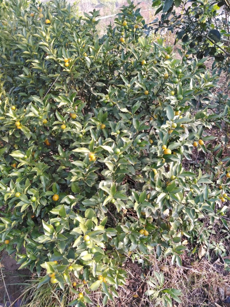 赣南齐橙苗，妞荷尔脐橙苗。自种自销保证质量