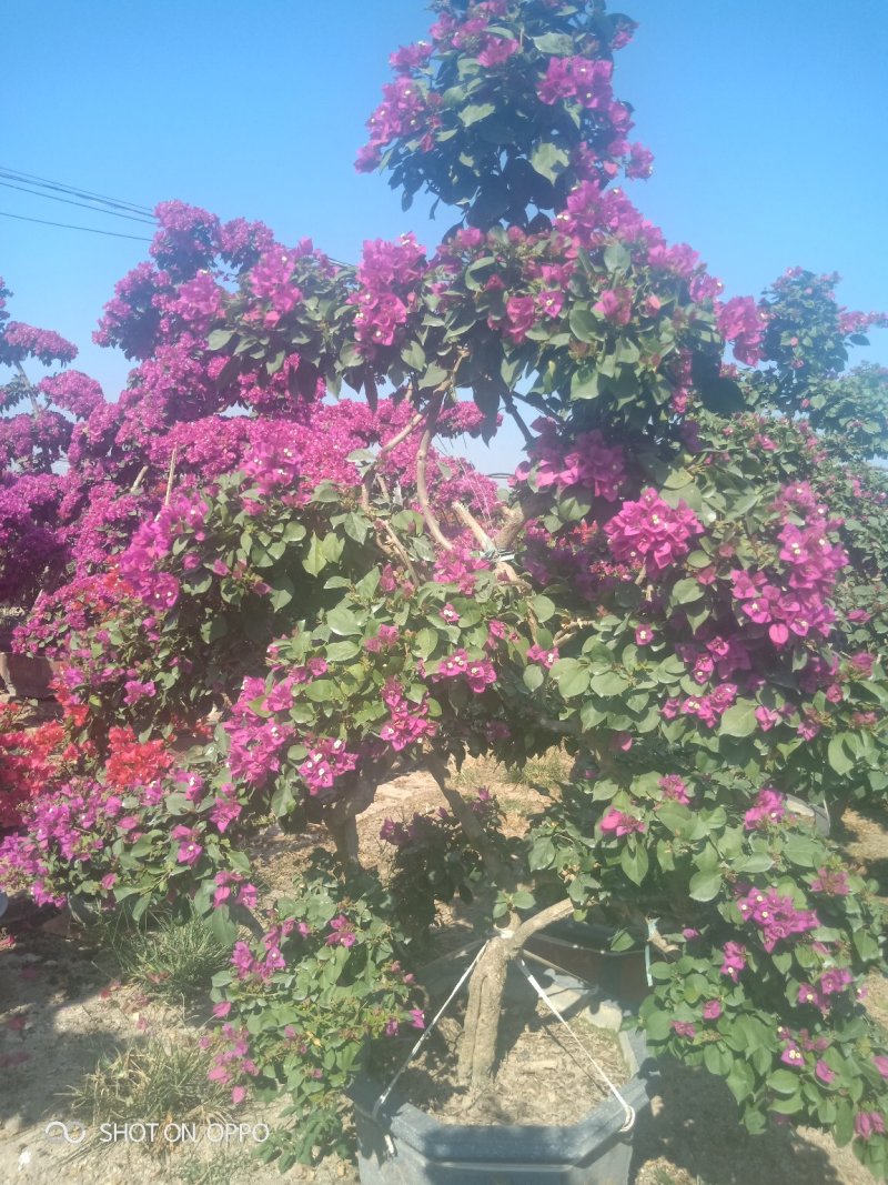 紫色三角梅叶子花盆景绿化首长