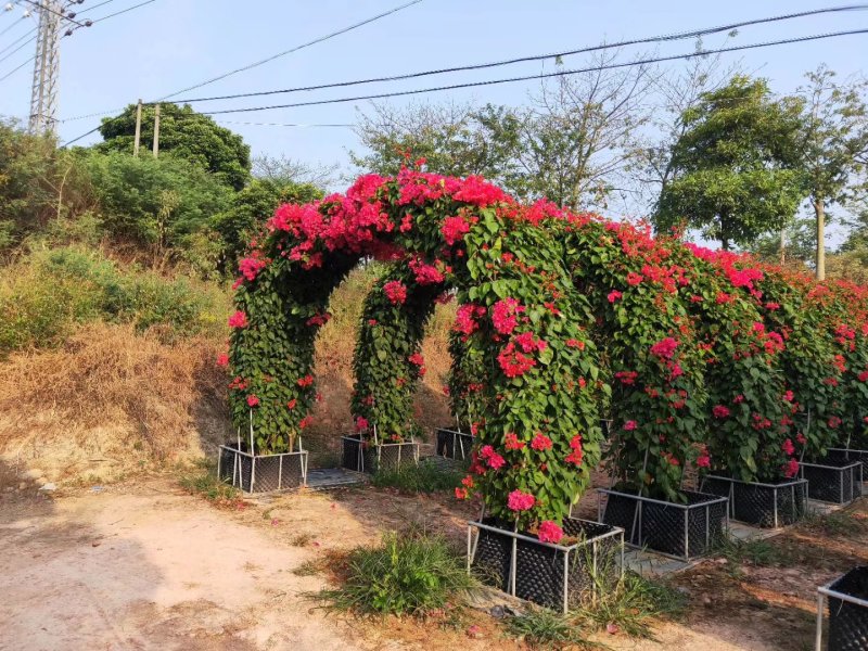 多色三角梅叶子花盆景绿化首长