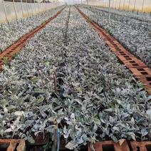 银叶菊苗-云南基地发货，大量供货各种盆栽、地栽、绿化工程