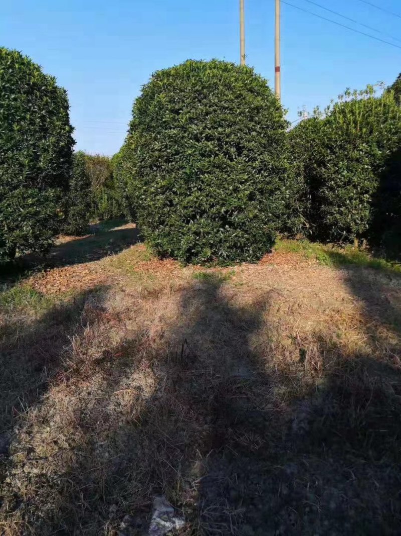 桂花地笼桂丛生桂花精品地笼桂花2-4米冠量大