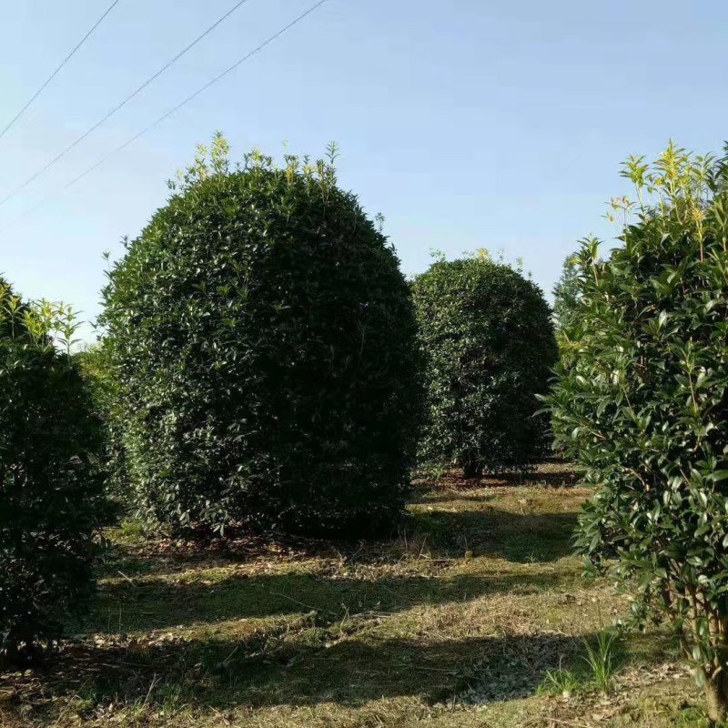 桂花地笼桂丛生桂花精品地笼桂花2-4米冠量大