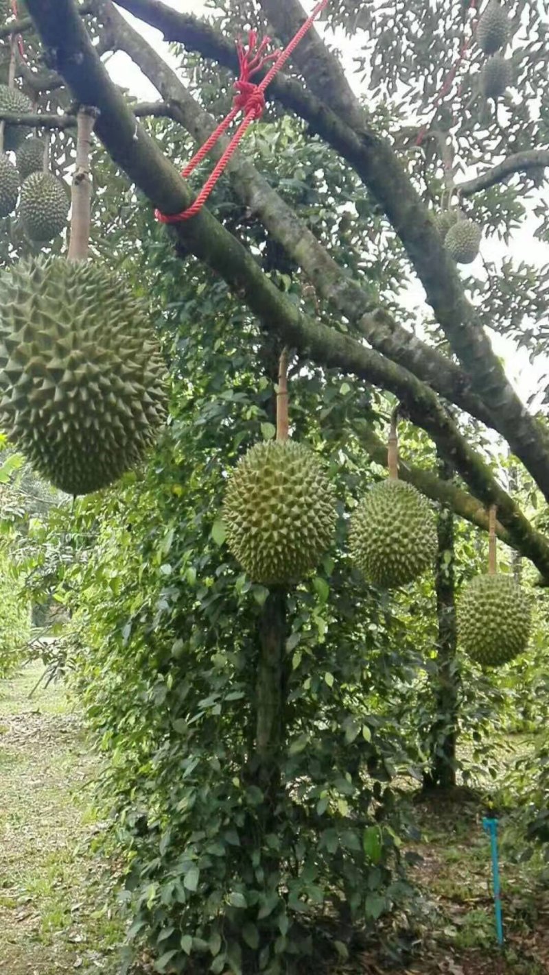 越南猫山王榴莲一件代发无痕发货