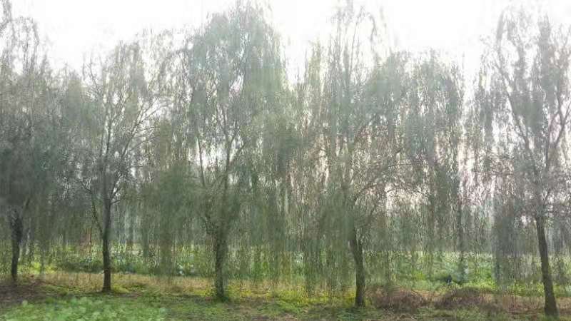 垂柳青皮垂柳四川大量批发绿化苗木优质供应