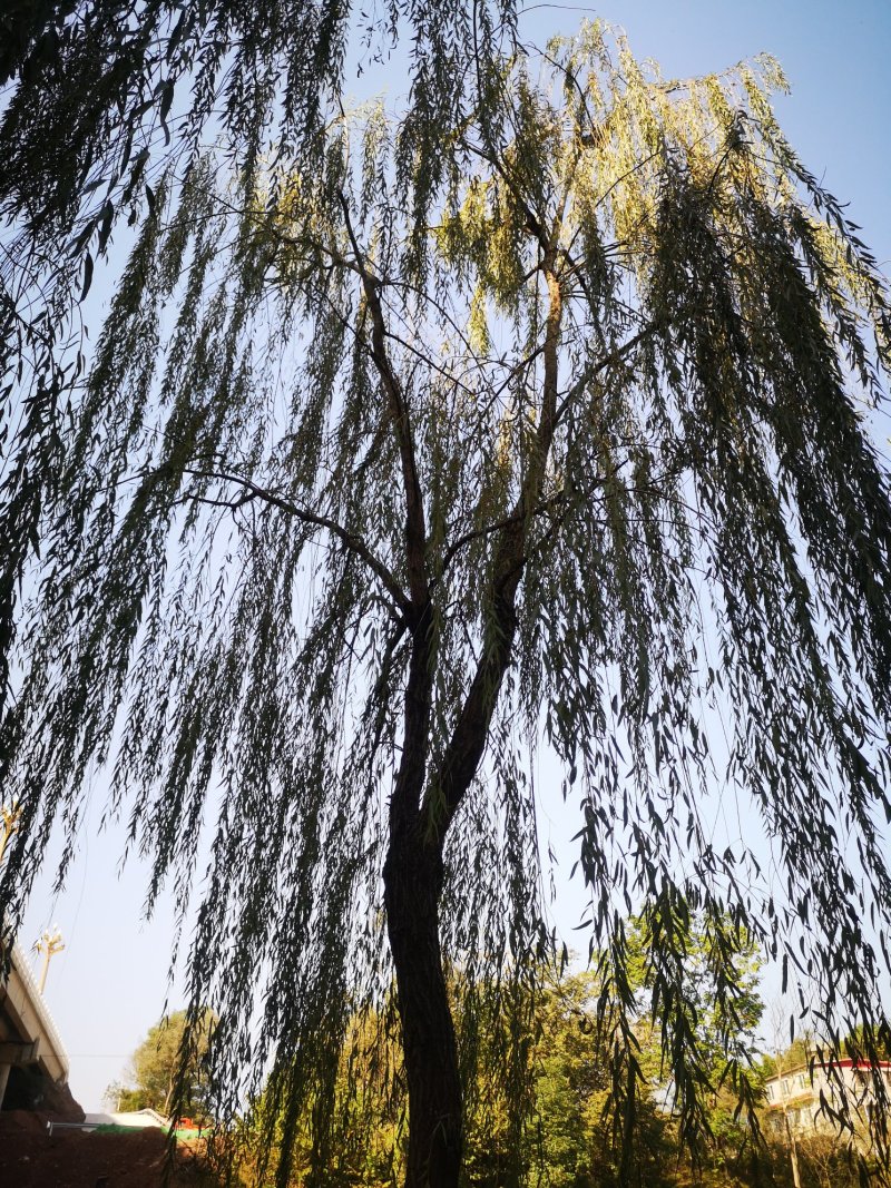 垂柳青皮垂柳四川大量批发绿化苗木优质供应