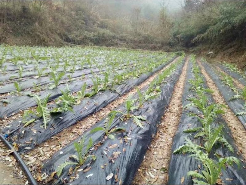 特种蔬菜—朝鲜蓟（洋蓟）进口品种，多年生
